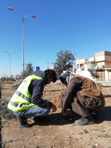 چاککردن و لێدانی قۆرتی دارەکان و ڕێکخستنەوەیان