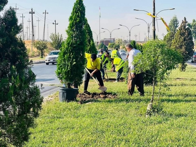 چاندنی(100)داری گــەورەی لە شەقامی هەولێر - پیرمام 