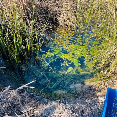 لە ماوەی 15 ڕۆژی ڕابردوودا لەلایەن لیژنەی داچێندراوی پارێزگای هەولێر، نزیکەی ( 1000 ) دۆنم زەویی پاککردووەتەوە