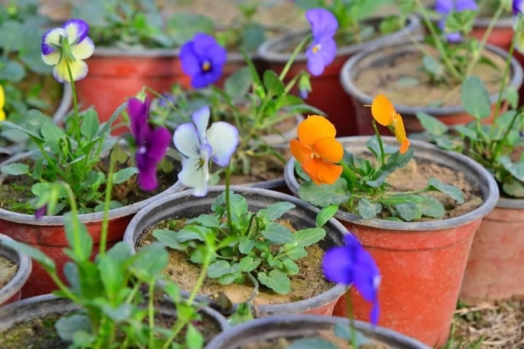 چاندنی 620 گوڵ