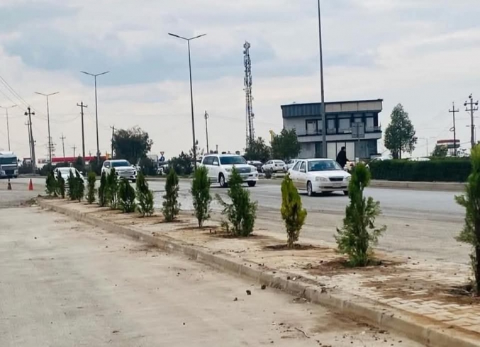 خەبات..  چاندنی 1000 داری سنەوبەر