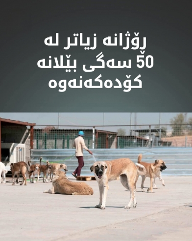 لە هەولێر.. کۆکردنەوەی سەگە بێلانەکان بەردەوامە