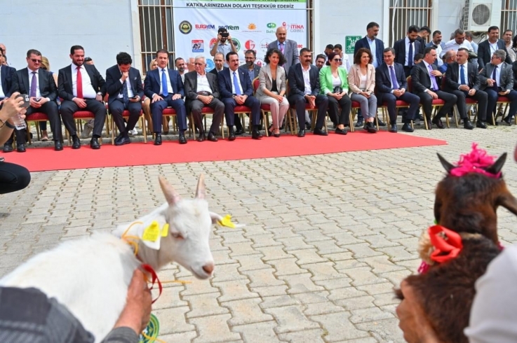 Diyarbakir… Contest to Crown the Prettiest Baby Goat