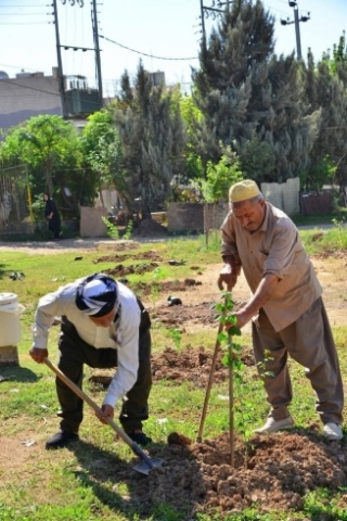 هەولێر ... چاندنی لە 800 نەمام