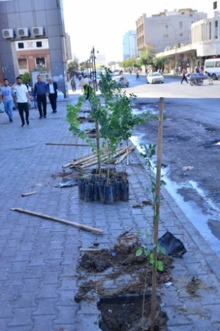 چاندنی 100 دار