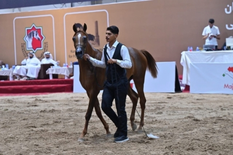 Erbil... Competition for the Most Beautiful Horse Held
