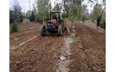 Planting of various trees and organization and beautification work for both the garden and forest sections of Sami Abdulrahman Park 