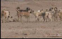 إعلام محافظة أربيل تدعو المواطنين للمساعدة لتخلص من ظاهرة الكلاب الشاردة