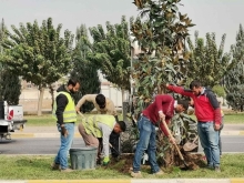 چاندنی نەمام لەلایەن کرێکاران و تیمەکانی ئەندازەی پارک و باخچەکانی هەولێر.