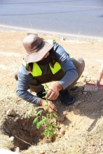 هەولێر .. چاندنى ( 1,500 ) دار لە دوورگەى ناوەندى هەردوو شەقامی 120 و 150 مەتری