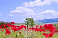 وەزارەتی ناوخۆ رێکاری کرداری بۆ پاراستنی ژینگە ڕادەگەیەنێت سەرپێچیکار وئەوەی ژینگە پیس بکات سزای توندی بەسەردا دەسەپێندرێت