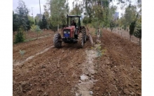 Planting of various trees and organization and beautification work for both the garden and forest sections of Sami Abdulrahman Park 
