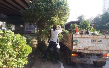 Cleaning and arranging trees, cleaning the fountains of the Median of 60 meters street 