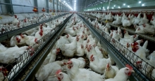 تصدير دجاج  من اقليم كوردستان الى أسواق العراق والأردن